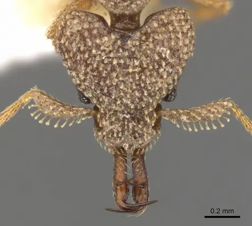 Strumigenys gnathosphax specimen CASENT0900785 image casent0900785_2
