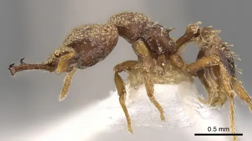 Strumigenys gnathosphax specimen CASENT0900785 image casent0900785_3