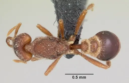 Strumigenys godeffroyi specimen CASENT0060224 image casent0060224_1