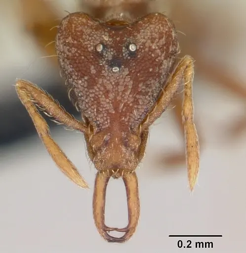 Strumigenys godeffroyi specimen CASENT0060224 image casent0060224_2