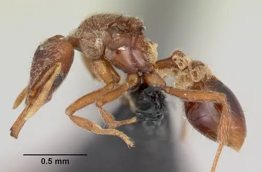 Strumigenys godeffroyi specimen CASENT0060224 image casent0060224_3