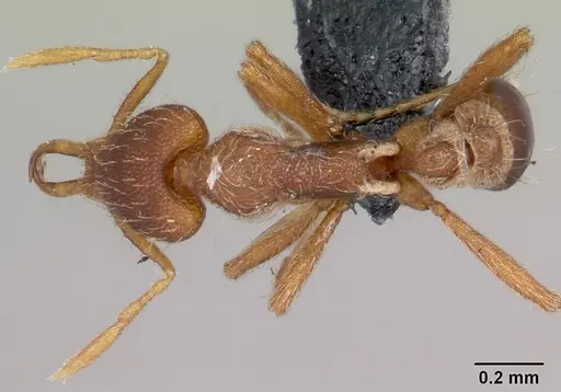 Strumigenys godeffroyi specimen CASENT0060226 image casent0060226_1