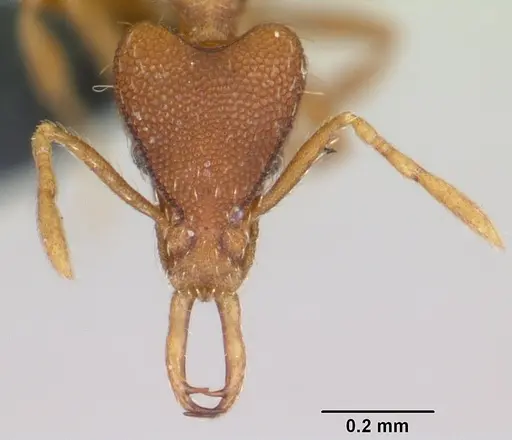 Strumigenys godeffroyi specimen CASENT0060226 image casent0060226_2