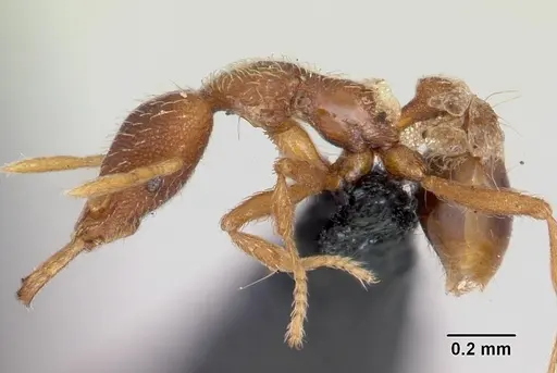 Strumigenys godeffroyi specimen CASENT0060226 image casent0060226_3
