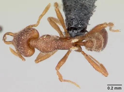 Strumigenys godeffroyi specimen CASENT0060343 image casent0060343_1