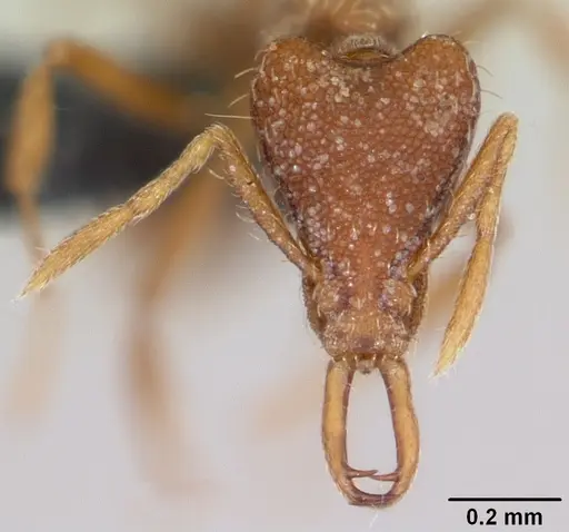 Strumigenys godeffroyi specimen CASENT0060343 image casent0060343_2