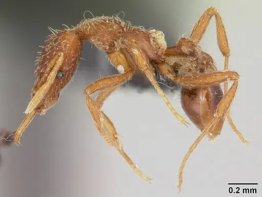 Strumigenys godeffroyi specimen CASENT0060343 image casent0060343_3
