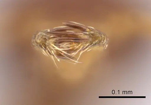 Strumigenys godeffroyi specimen CASENT0060744 image casent0060744_1