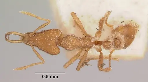 Strumigenys godeffroyi specimen CASENT0101214 image casent0101214_1