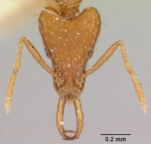 Strumigenys godeffroyi specimen CASENT0101214 image casent0101214_2