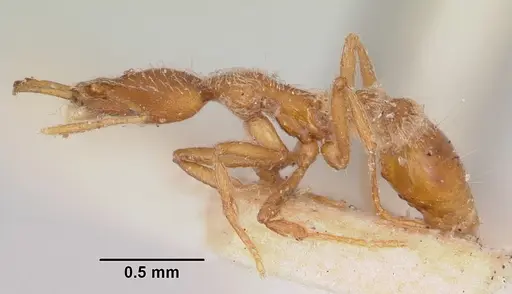 Strumigenys godeffroyi specimen CASENT0101214 image casent0101214_3