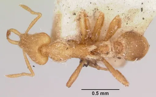 Strumigenys godeffroyi specimen CASENT0101215 image casent0101215_1