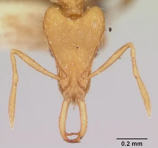 Strumigenys godeffroyi specimen CASENT0101215 image casent0101215_2