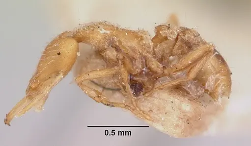 Strumigenys godeffroyi specimen CASENT0101215 image casent0101215_3