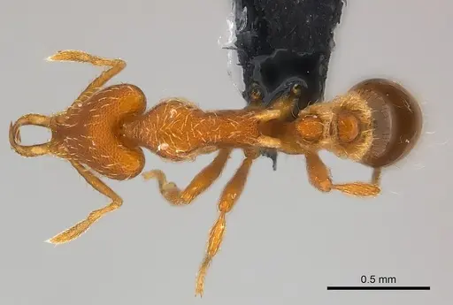Strumigenys godeffroyi specimen CASENT0159907 image casent0159907_1