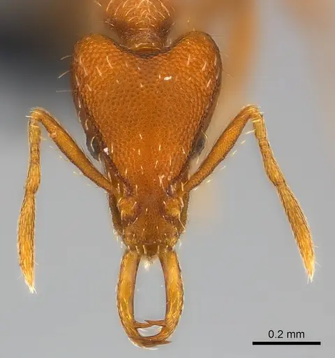 Strumigenys godeffroyi specimen CASENT0159907 image casent0159907_2