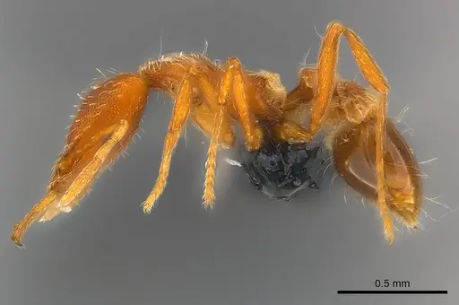Strumigenys godeffroyi specimen CASENT0159907 image casent0159907_3