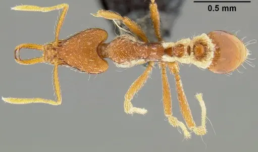 Strumigenys godeffroyi specimen CASENT0171155 image casent0171155_1