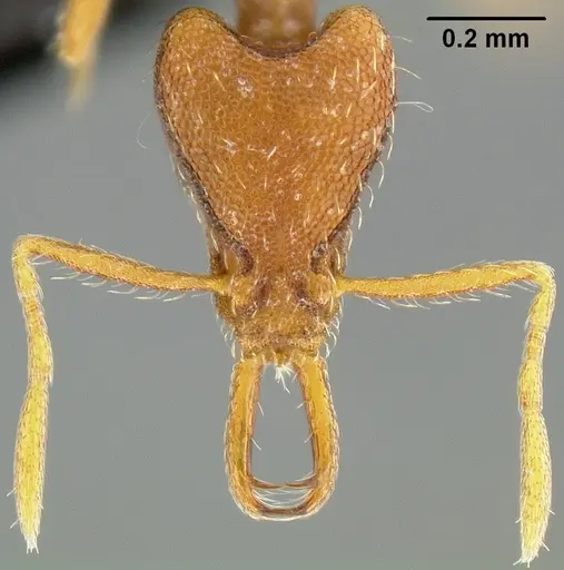 Strumigenys godeffroyi specimen CASENT0171155 image casent0171155_2