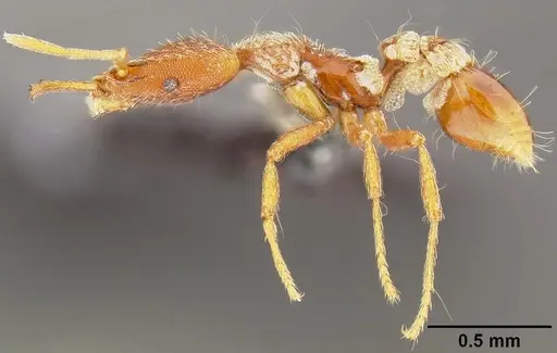 Strumigenys godeffroyi specimen CASENT0171155 image casent0171155_3