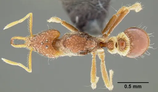Strumigenys godeffroyi specimen CASENT0171156 image casent0171156_1