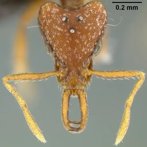 Strumigenys godeffroyi specimen CASENT0171156 image casent0171156_2