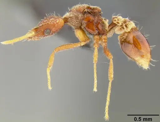 Strumigenys godeffroyi specimen CASENT0171156 image casent0171156_3