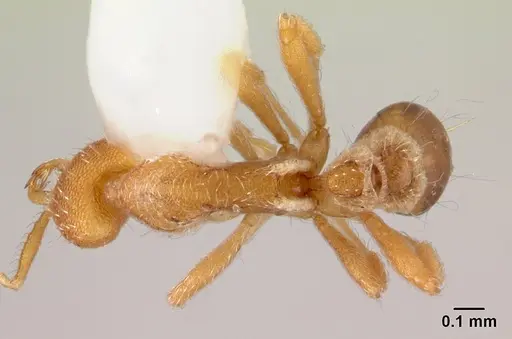 Strumigenys godeffroyi specimen CASENT0178443 image casent0178443_1