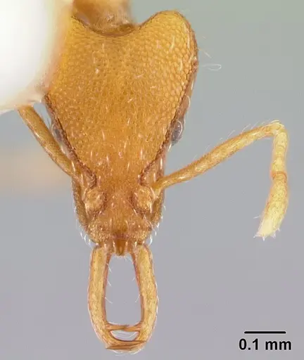 Strumigenys godeffroyi specimen CASENT0178443 image casent0178443_2