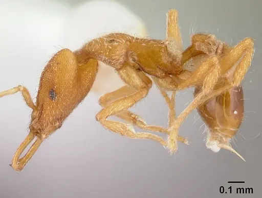 Strumigenys godeffroyi specimen CASENT0178443 image casent0178443_3