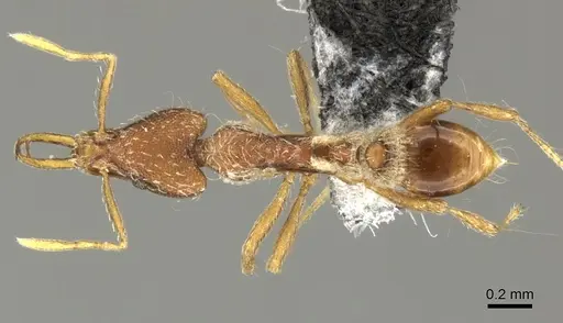 Strumigenys godeffroyi specimen CASENT0199943 image casent0199943_1