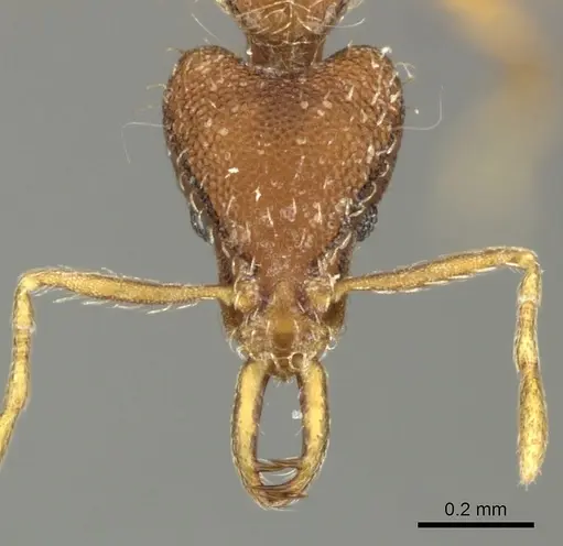 Strumigenys godeffroyi specimen CASENT0199943 image casent0199943_2