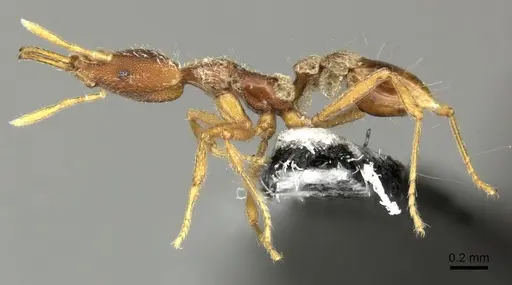 Strumigenys godeffroyi specimen CASENT0199943 image casent0199943_3
