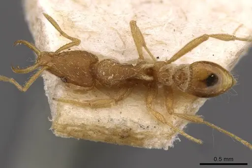 Strumigenys godeffroyi specimen CASENT0909311 image casent0909311_1