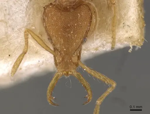 Strumigenys godeffroyi specimen CASENT0909311 image casent0909311_2
