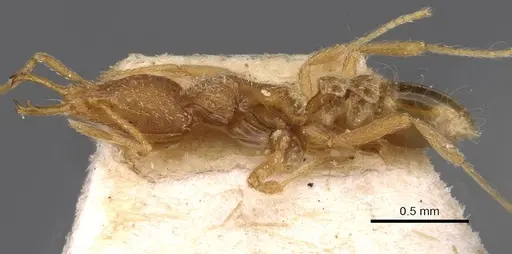 Strumigenys godeffroyi specimen CASENT0909311 image casent0909311_3