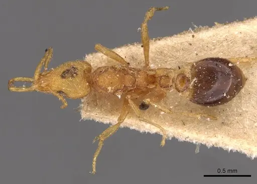 Strumigenys godeffroyi specimen CASENT0909312 image casent0909312_1