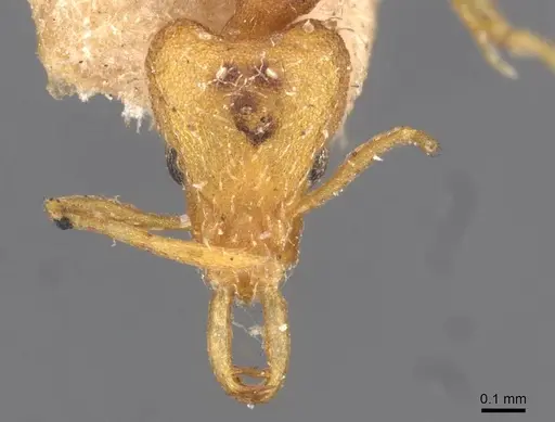 Strumigenys godeffroyi specimen CASENT0909312 image casent0909312_2