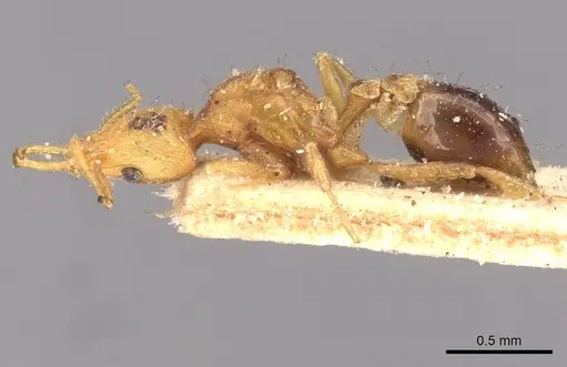 Strumigenys godeffroyi specimen CASENT0909312 image casent0909312_3