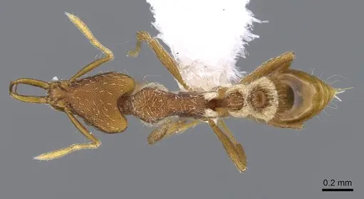 Strumigenys godeffroyi specimen CASENT0914798 image casent0914798_1