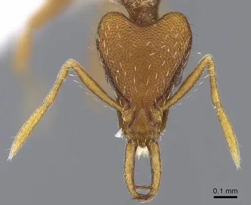 Strumigenys godeffroyi specimen CASENT0914798 image casent0914798_2