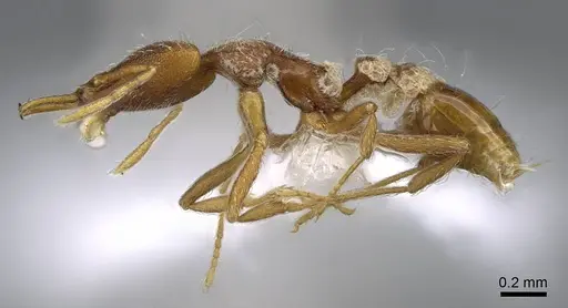 Strumigenys godeffroyi specimen CASENT0914798 image casent0914798_3