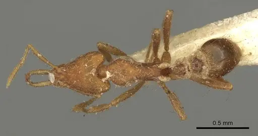 Strumigenys godeffroyi specimen CASENT0915692 image casent0915692_1