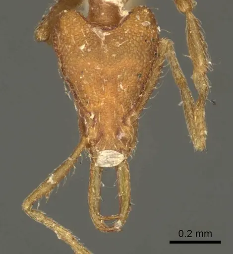 Strumigenys godeffroyi specimen CASENT0915692 image casent0915692_2