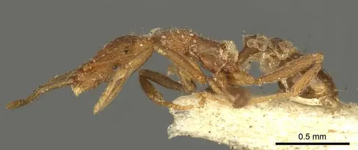 Strumigenys godeffroyi specimen CASENT0915692 image casent0915692_3