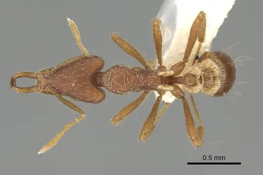 Strumigenys godeffroyi specimen CASENT0919901 image casent0919901_1