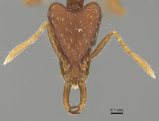 Strumigenys godeffroyi specimen CASENT0919901 image casent0919901_2