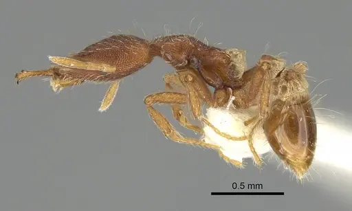Strumigenys godeffroyi specimen CASENT0919901 image casent0919901_3