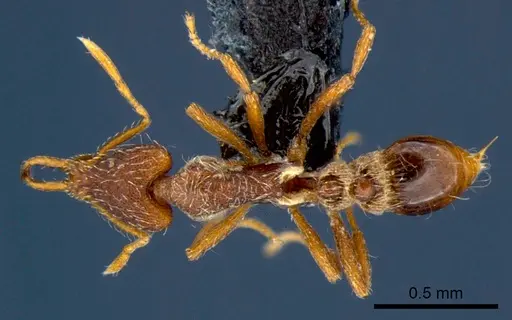 Strumigenys godeffroyi specimen CSIRONC0174 image csironc0174_1