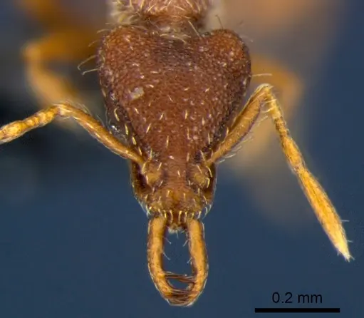 Strumigenys godeffroyi specimen CSIRONC0174 image csironc0174_2